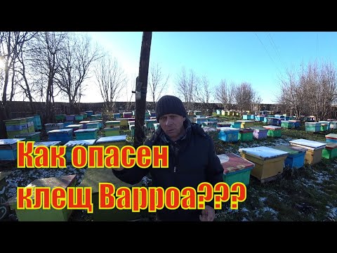 Видео: НА СКОЛЬКО ОПАСЕН КЛЕЩ ВАРРОА, МОИ НАБЛЮДЕНИЯ ЗА ПЧЕЛОСЕМЬЯМИ