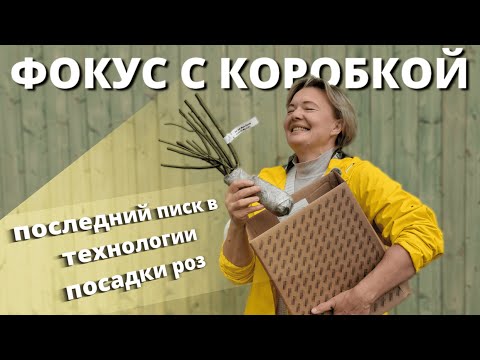 Видео: ПОСАДКА РОЗ ОТ НЕМЕЦКИХ УЧЁНЫХ. Не удивили, а утвердили.