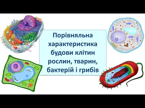 Видео: Порівняльна характеристика будови клітин рослин, тварин, бактерій і грибів