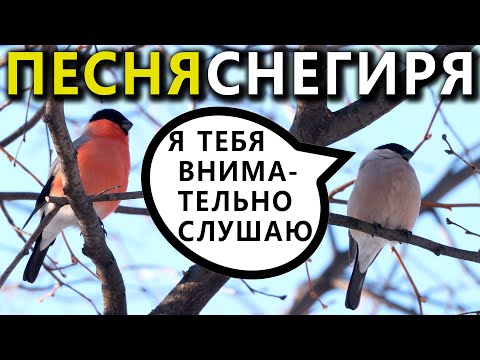 Видео: Песня снегиря. #ГолосаПтиц 26