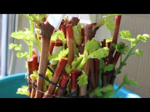 Видео: Распускание глазков после применения Clonex gel. Часть 3.