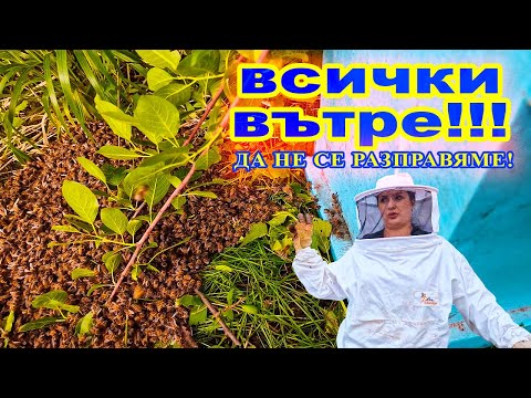 Видео: Първите стъпки в пчеларството: Хващане на рояк  @kofasmed  #пчелинътнаДидоиКали
