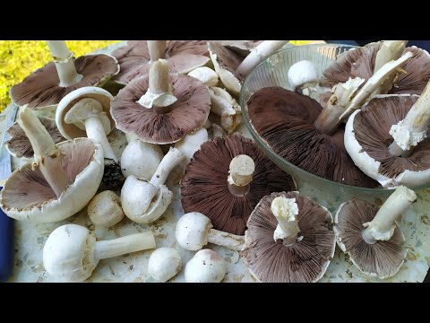 Видео: Луговые шампиньоны с картошкой, жареные на сковороде❤❤