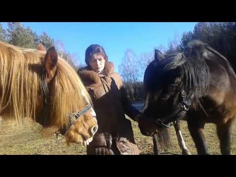 Видео: Лошади в деревне. Кормление, содержание и выбор лошади.