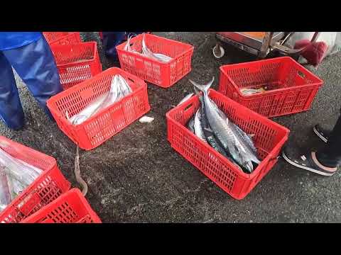 Видео: Это не спецэффект! Только что выброшенный на берег волосохвост настолько красив, что похож на тек...