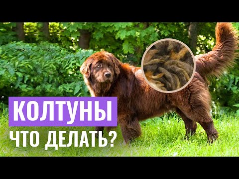 Видео: У СОБАКИ КОЛТУНЫ, что делать? Все секреты ухода за собачьей шерстью