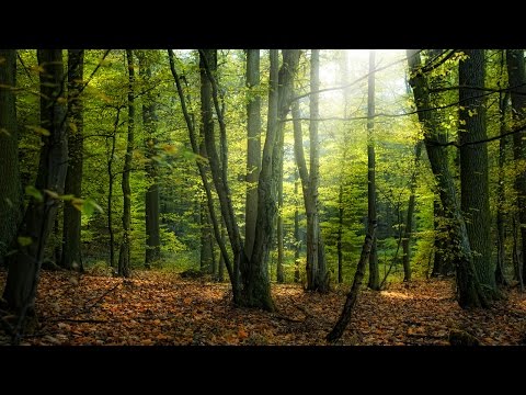Видео: по грибы в осенний лес 8 окт 2016/безумное количество грибов!!!