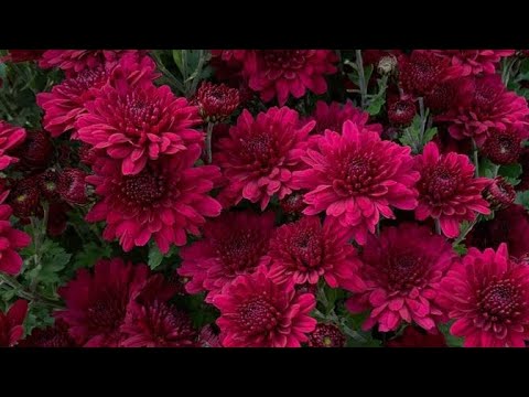 Видео: Хрезантема🌺🌺🌺 гулдору ,кобойтуу,кышка даярдоо 