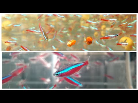 Видео: С кого начать разведение. Красный или обычный?