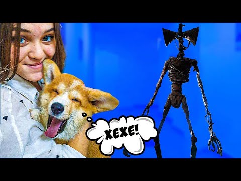 Видео: КОРГИ КОРЖИК, СИРЕНОГОЛОВЫЙ и COOL KIDS! Все серии подряд с Крутыми детками!