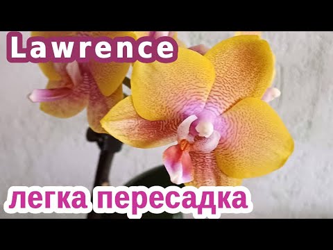 Видео: Сого Лоуренс легка пересадка