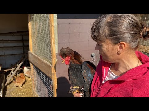 Видео: Сколько держать кур чтобы было выгодно