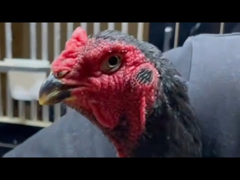 Видео: Ассалому АЛЕЙКУМ хаммага парвозлар учун томоша килиб мазза килила. 