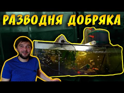 Видео: РАЗВОДНЯ ЖИВОРОДЯЩИХ РЫБОК И СОМИКОВ В КВАРТИРЕ КОСТИ!