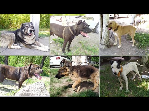 Видео: ИТ БАЗАР кайра КЫЗЫП чыкты  |  Собачий РЫНОК Кыргызстана