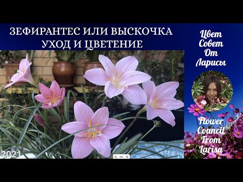 Видео: ЗЕФИРАНТЕС ИЛИ ВЫСКОЧКА УХОД И ЦВЕТЕНИЕ