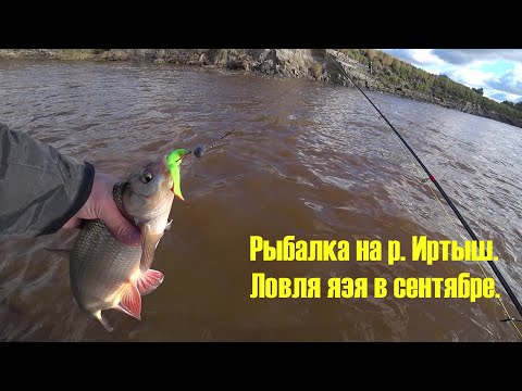 Видео: Ловля язя в сентябре. Рыбалка на р. Иртыш.