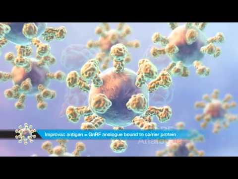 Видео: Действие Импровак