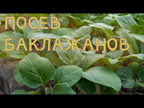 Видео: ПОСЕВ БАКЛАЖАНОВ НА РАССАДУ. КАК БЫСТРО ПОЛУЧИТЬ ВСХОДЫ И ПРЕДОТВРАТИТЬ ВЫТЯГИВАНИЕ РАССАДЫ?