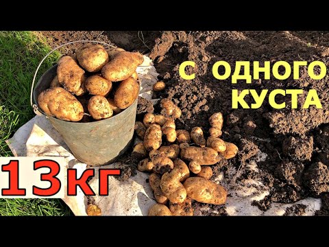 Видео: РЕКОРДНЫЙ урожай картошки 13 кг С КУСТА. Выращивание картофеля в ящике.