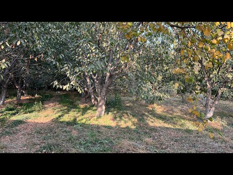 Видео: Зор участка ГИЛАС БАК САТЫЛАТ☎️0222845454 