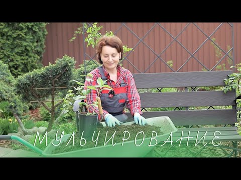 Видео: Мульчирование почвы I Сад Людмилы Кудасовой