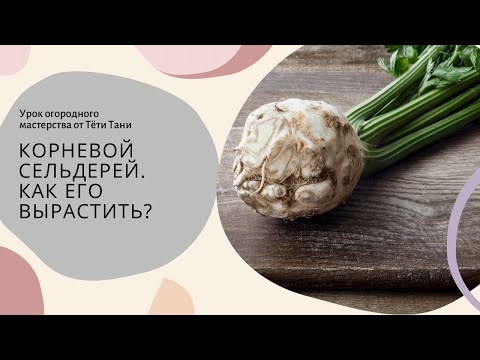 Видео: Корневой сельдерей. Как вырастить.