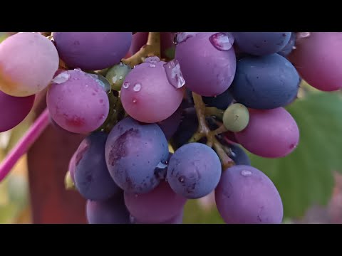 Видео: Таня Ворона в прямому ефірі