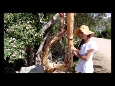 Видео: Менин айылым  Чон   Сары   Ой