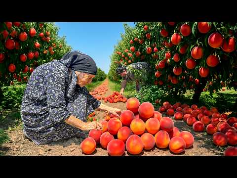 Видео: Сбор свежих ПЕРСИКОВ 🍑 | Домашний сок, джем и пирог с золотистыми персиками!