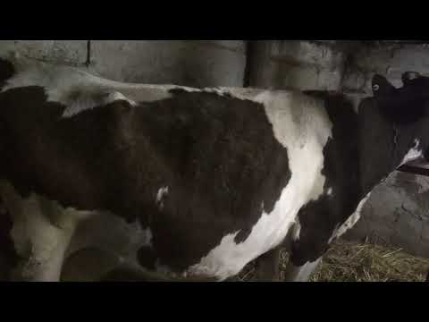 Видео: Корове срок телиться, а она даже не беременна.