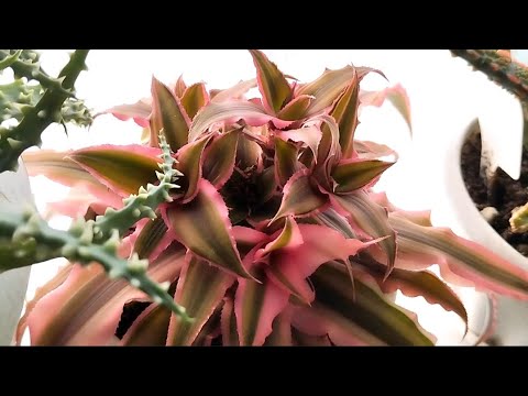 Видео: 🌿Зимний обзор комнатных растений №3🌿