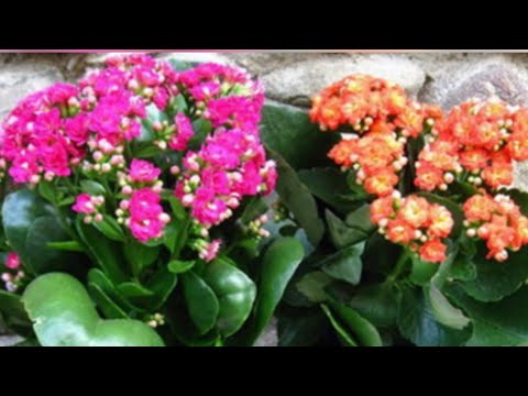 Видео: КАЛАНХОЭ ГУЛИНИ САМАРАЛИ ИЛДИЗЛАТИШ