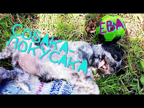 Видео: СОБАКА - ПОКУСАКА