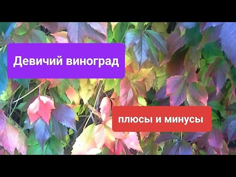 Видео: Девичий виноград. Плюсы и минусы
