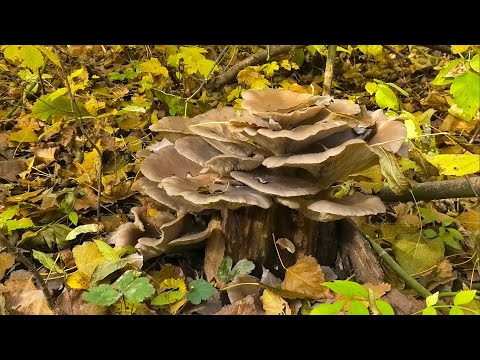 Видео: Ношёл Грибную Капусту. Залежи ВЁШЕНКИ на старых деревьях. Тихая охота поздней осенью. Где искать.