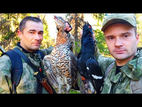 Видео: НАСТРЕЛЯЛИ КУЧУ ДИЧИ! ОХОТА НА ГЛУХАРЯ, ТЕТЕРЕВА И РЯБЧИКА. ОХОТА НА БОРОВУЮ ДИЧЬ С МАНКОМ. КОМИ.