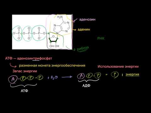 Видео: АТФ: Аденозинтрифосфат(видео 10) | Энергия | Биология