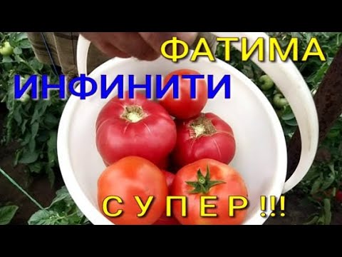 Видео: #томатИнфинити #томатФатима СОБИРАЕМ ВСЕГДА МНОГО ПОМИДОР И ВАМ СОВЕТУЕМ ЭТИ СОРТА!