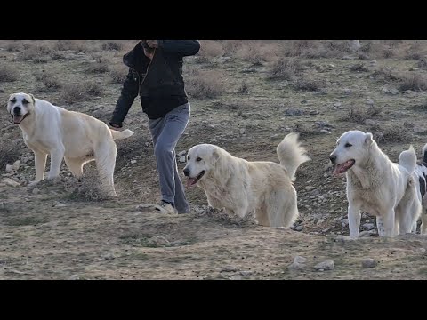 Видео: юный чабан и его банда! Туркменский Волкодав - Turkmen Alabay