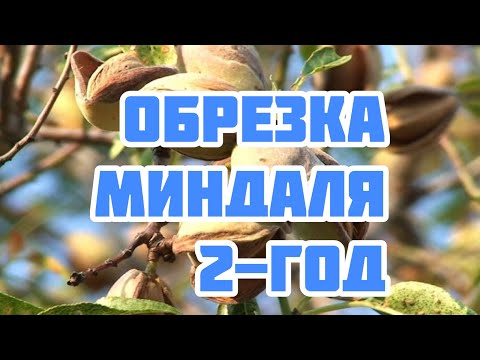 Видео: Мастер-класс по обрезке Миндаля.