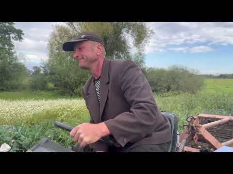 Видео: Як ми з татом вибирали картоплю!З цього поля будуть і деруни і смажена!