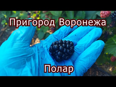 Видео: Ежевика Полар. Пригород Воронежа. 2023