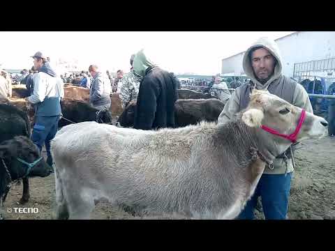 Видео: Молбозори колхособод 13/11/25/нарху навои ғуноҷину буқачаҳо 