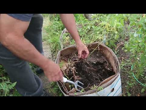 Видео: Посадка картофеля в картоные ящики. Planting potatoes in cardboard boxes.