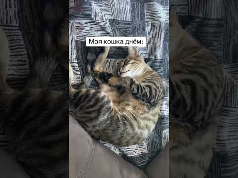 Видео: #моякошка #булочка #кот #котик