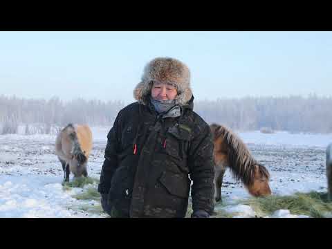 Видео: Сылгыһыт Дьөгүөр кэпсээнэ
