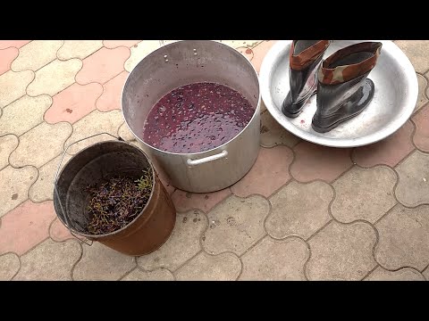 Видео: Изготовление домашнего вина из сорта Молдова.2024г.
