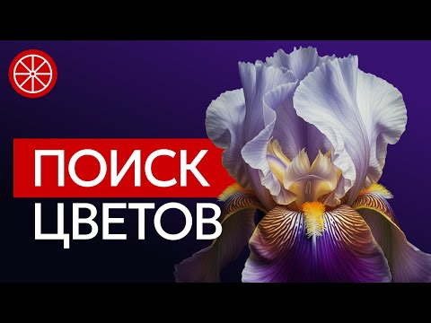 Видео: Пионы, ирисы, лилии, флоксы. Лучшие сочетания в цветниках