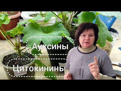 Видео: ПЕЛАРГОНИИ. Гормональная ПРАВДА черенкования и обрезки. Часть 1 от 12.01.24.